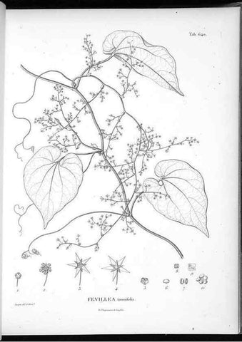 Reproducción/Reproduction 49556667141: Nova genera et species plantarum :. Antverpiae :Ex officina Christophori Plantini ...,1576.. 