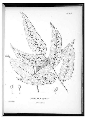 Reproducción/Reproduction 49556672476: Nova genera et species plantarum :. Antverpiae :Ex officina Christophori Plantini ...,1576.. 