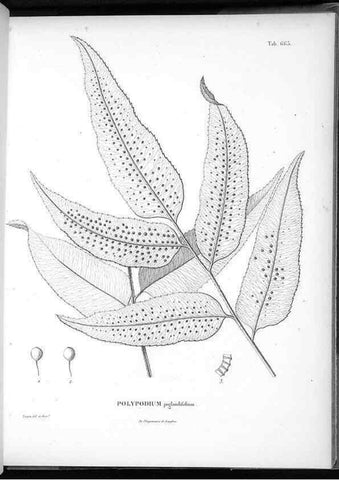 Reproducción/Reproduction 49556672476: Nova genera et species plantarum :. Antverpiae :Ex officina Christophori Plantini ...,1576.. 