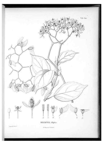 Reproducción/Reproduction 49556904612: Nova genera et species plantarum :. Antverpiae :Ex officina Christophori Plantini ...,1576.. 