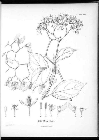 Reproducción/Reproduction 49556904612: Nova genera et species plantarum :. Antverpiae :Ex officina Christophori Plantini ...,1576.. 