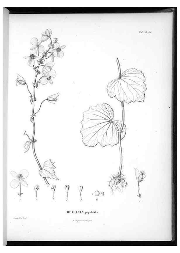 Reproducción/Reproduction 49556170533: Nova genera et species plantarum :. Antverpiae :Ex officina Christophori Plantini ...,1576.. 