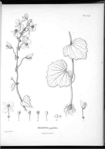 Reproducción/Reproduction 49556170533: Nova genera et species plantarum :. Antverpiae :Ex officina Christophori Plantini ...,1576.. 