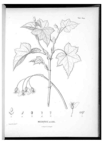 Reproducción/Reproduction 49556667881: Nova genera et species plantarum :. Antverpiae :Ex officina Christophori Plantini ...,1576.. 