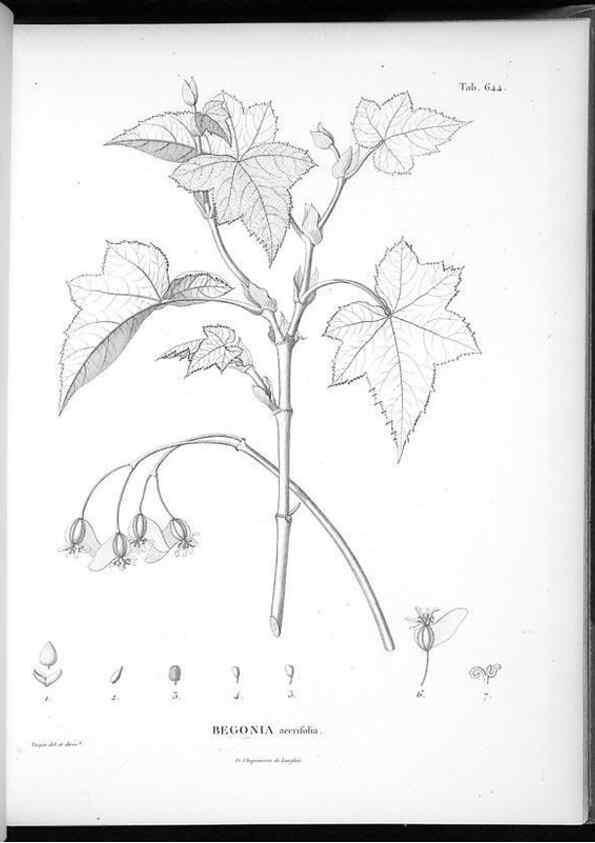 Reproducción/Reproduction 49556667881: Nova genera et species plantarum :. Antverpiae :Ex officina Christophori Plantini ...,1576.. 