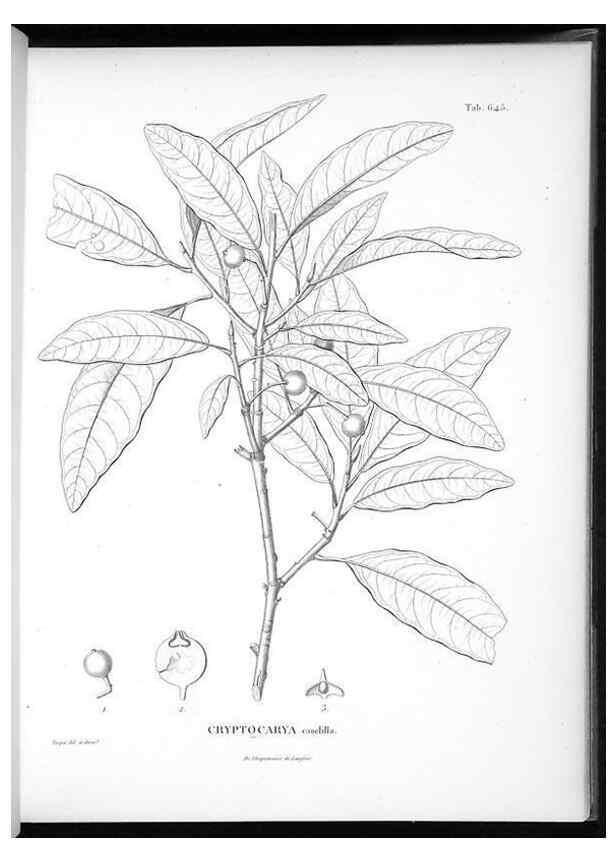 Reproducción/Reproduction 49556170868: Nova genera et species plantarum :. Antverpiae :Ex officina Christophori Plantini ...,1576.. 