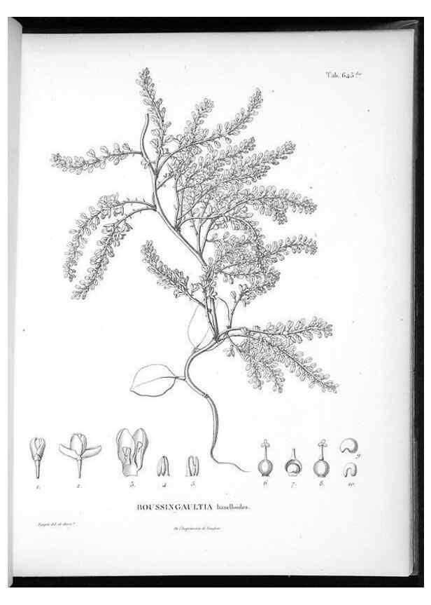 Reproducción/Reproduction 49556171053: Nova genera et species plantarum :. Antverpiae :Ex officina Christophori Plantini ...,1576.. 
