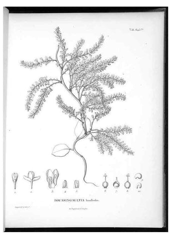 Reproducción/Reproduction 49556171053: Nova genera et species plantarum :. Antverpiae :Ex officina Christophori Plantini ...,1576.. 