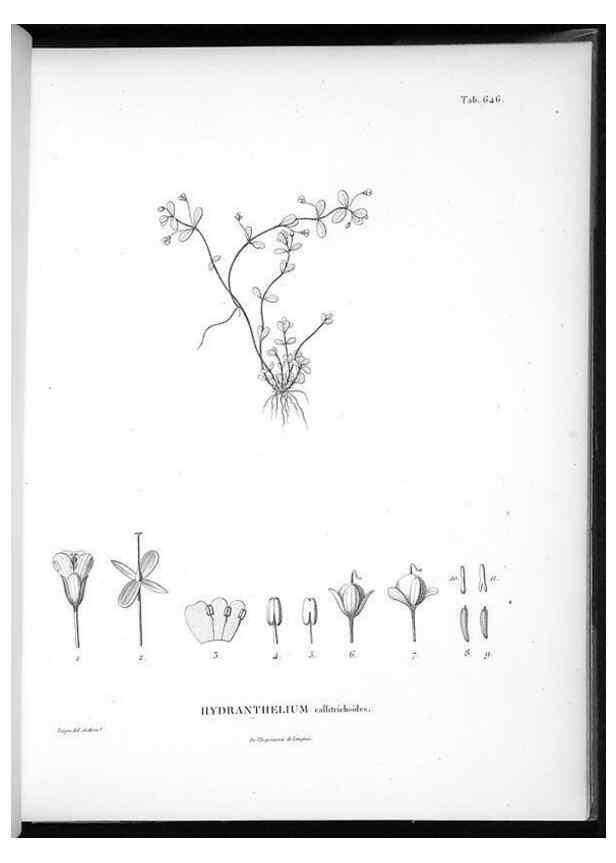 Reproducción/Reproduction 49556905552: Nova genera et species plantarum :. Antverpiae :Ex officina Christophori Plantini ...,1576.. 