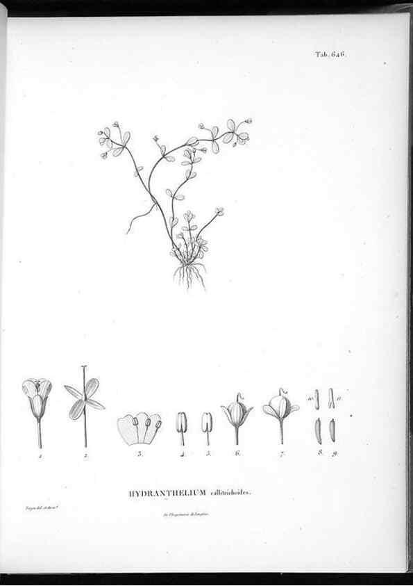 Reproducción/Reproduction 49556905552: Nova genera et species plantarum :. Antverpiae :Ex officina Christophori Plantini ...,1576.. 