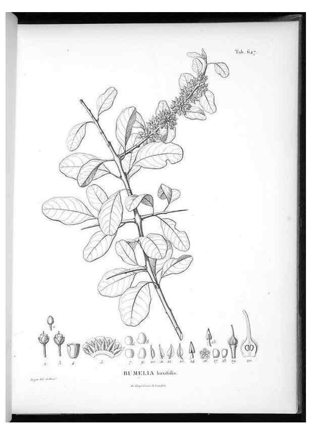 Reproducción/Reproduction 49556668596: Nova genera et species plantarum :. Antverpiae :Ex officina Christophori Plantini ...,1576.. 