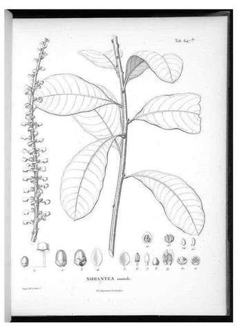 Reproducción/Reproduction 49556668766: Nova genera et species plantarum :. Antverpiae :Ex officina Christophori Plantini ...,1576.. 