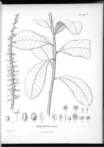 Reproducción/Reproduction 49556668766: Nova genera et species plantarum :. Antverpiae :Ex officina Christophori Plantini ...,1576.. 