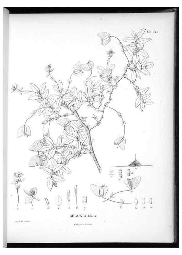 Reproducción/Reproduction 49556667511: Nova genera et species plantarum :. Antverpiae :Ex officina Christophori Plantini ...,1576.. 