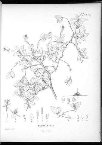 Reproducción/Reproduction 49556667511: Nova genera et species plantarum :. Antverpiae :Ex officina Christophori Plantini ...,1576.. 