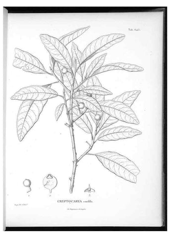 Reproducción/Reproduction 49556917672: Nova genera et species plantarum :. Antverpiae :Ex officina Christophori Plantini ...,1576.. 
