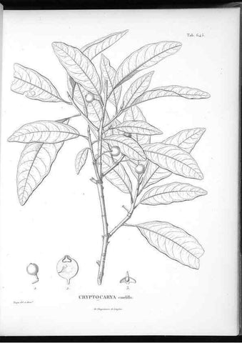 Reproducción/Reproduction 49556917672: Nova genera et species plantarum :. Antverpiae :Ex officina Christophori Plantini ...,1576.. 