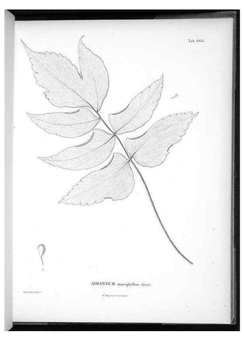 Reproducción/Reproduction 49556909762: Nova genera et species plantarum :. Antverpiae :Ex officina Christophori Plantini ...,1576.. 