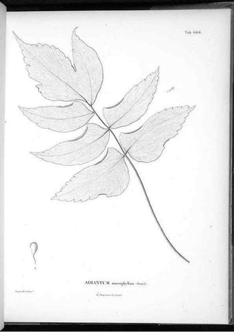 Reproducción/Reproduction 49556909762: Nova genera et species plantarum :. Antverpiae :Ex officina Christophori Plantini ...,1576.. 