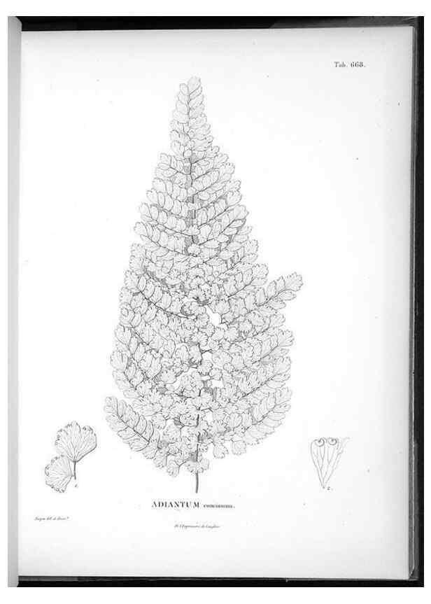 Reproducción/Reproduction 49556673031: Nova genera et species plantarum :. Antverpiae :Ex officina Christophori Plantini ...,1576.. 