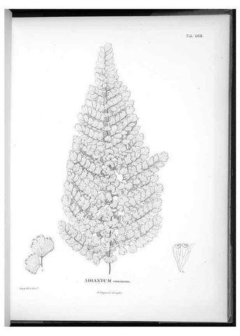 Reproducción/Reproduction 49556673031: Nova genera et species plantarum :. Antverpiae :Ex officina Christophori Plantini ...,1576.. 