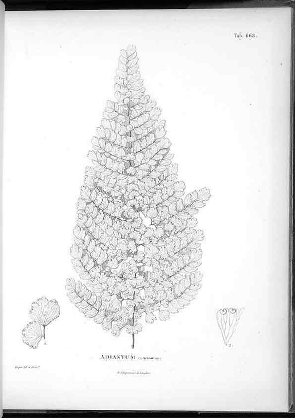 Reproducción/Reproduction 49556673031: Nova genera et species plantarum :. Antverpiae :Ex officina Christophori Plantini ...,1576.. 