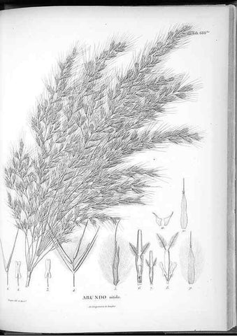 Reproducción/Reproduction 49556676886: Nova genera et species plantarum :. Antverpiae :Ex officina Christophori Plantini ...,1576.. 