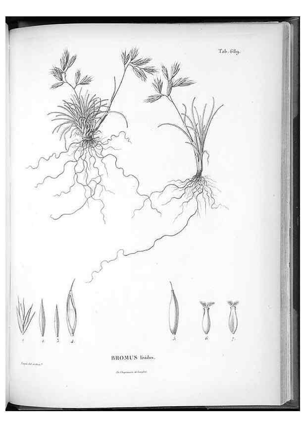 Reproducción/Reproduction 49556180093: Nova genera et species plantarum :. Antverpiae :Ex officina Christophori Plantini ...,1576.. 