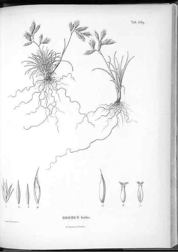 Reproducción/Reproduction 49556180093: Nova genera et species plantarum :. Antverpiae :Ex officina Christophori Plantini ...,1576.. 