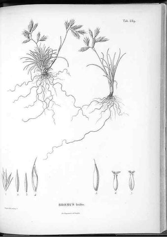 Reproducción/Reproduction 49556180093: Nova genera et species plantarum :. Antverpiae :Ex officina Christophori Plantini ...,1576.. 