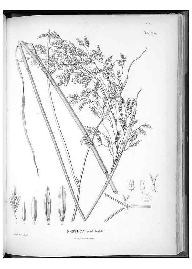 Reproducción/Reproduction 49556914932: Nova genera et species plantarum :. Antverpiae :Ex officina Christophori Plantini ...,1576.. 