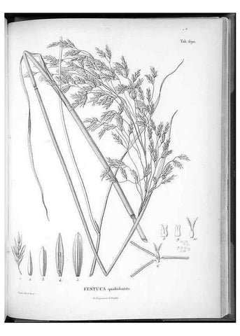 Reproducción/Reproduction 49556914932: Nova genera et species plantarum :. Antverpiae :Ex officina Christophori Plantini ...,1576.. 