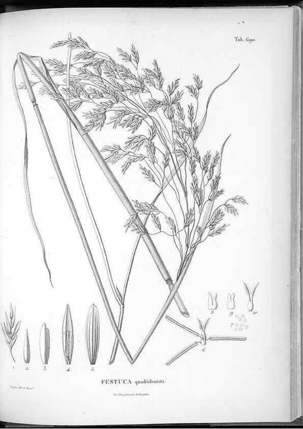 Reproducción/Reproduction 49556914932: Nova genera et species plantarum :. Antverpiae :Ex officina Christophori Plantini ...,1576.. 