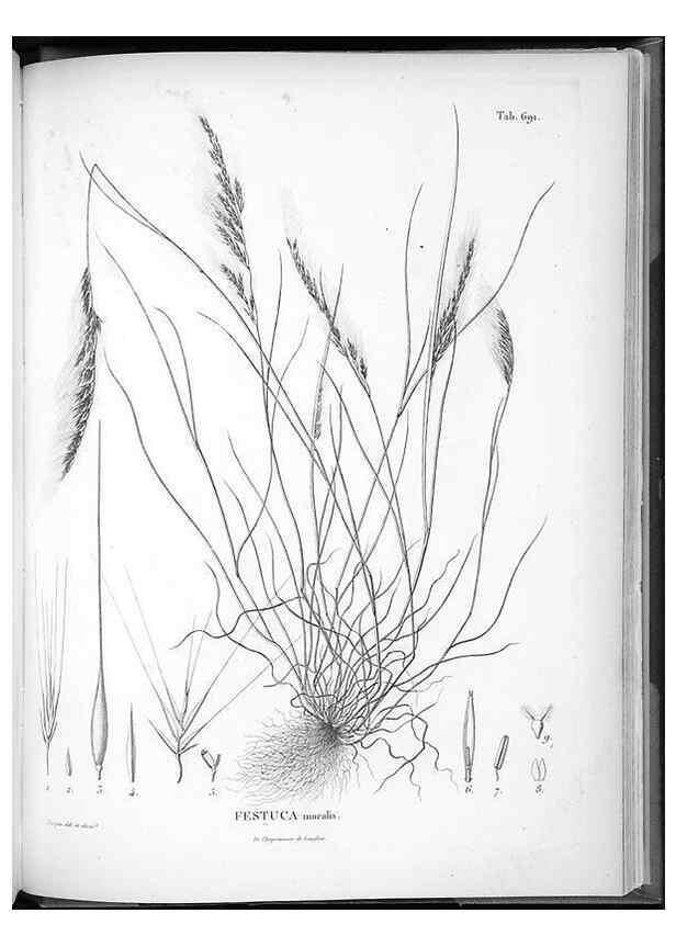 Reproducción/Reproduction 49556915162: Nova genera et species plantarum :. Antverpiae :Ex officina Christophori Plantini ...,1576.. 
