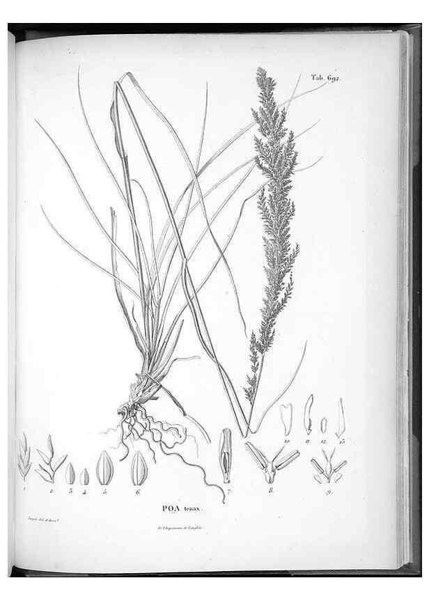 Reproducción/Reproduction 49556915342: Nova genera et species plantarum :. Antverpiae :Ex officina Christophori Plantini ...,1576.. 