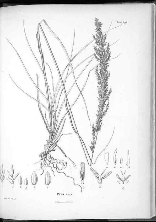 Reproducción/Reproduction 49556915342: Nova genera et species plantarum :. Antverpiae :Ex officina Christophori Plantini ...,1576.. 