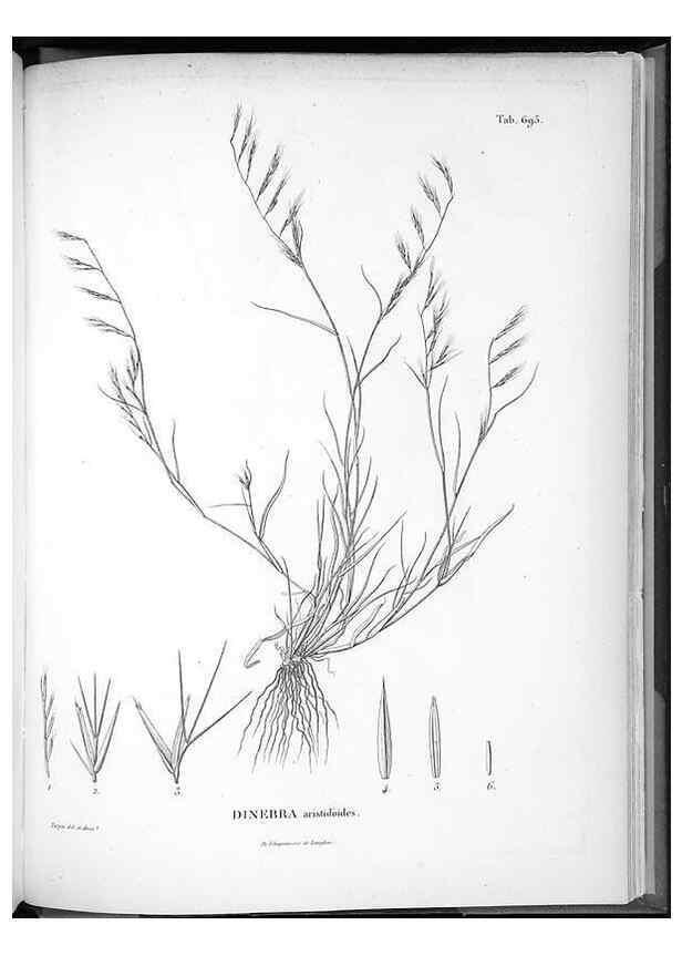 Reproducción/Reproduction 49556181433: Nova genera et species plantarum :. Antverpiae :Ex officina Christophori Plantini ...,1576.. 