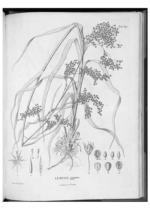 Reproducción/Reproduction 49556916327: Nova genera et species plantarum :. Antverpiae :Ex officina Christophori Plantini ...,1576.. 