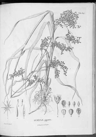 Reproducción/Reproduction 49556916327: Nova genera et species plantarum :. Antverpiae :Ex officina Christophori Plantini ...,1576.. 