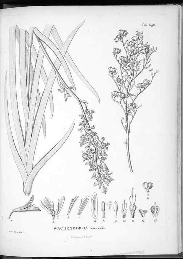 Reproducción/Reproduction 49556678851: Nova genera et species plantarum :. Antverpiae :Ex officina Christophori Plantini ...,1576.. 