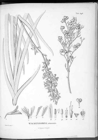 Reproducción/Reproduction 49556678851: Nova genera et species plantarum :. Antverpiae :Ex officina Christophori Plantini ...,1576.. 