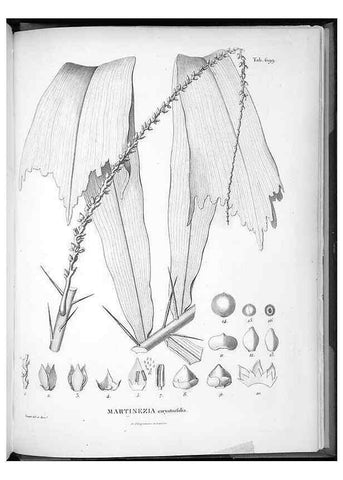 Reproducción/Reproduction 49556182093: Nova genera et species plantarum :. Antverpiae :Ex officina Christophori Plantini ...,1576.. 