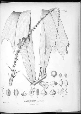 Reproducción/Reproduction 49556182093: Nova genera et species plantarum :. Antverpiae :Ex officina Christophori Plantini ...,1576.. 