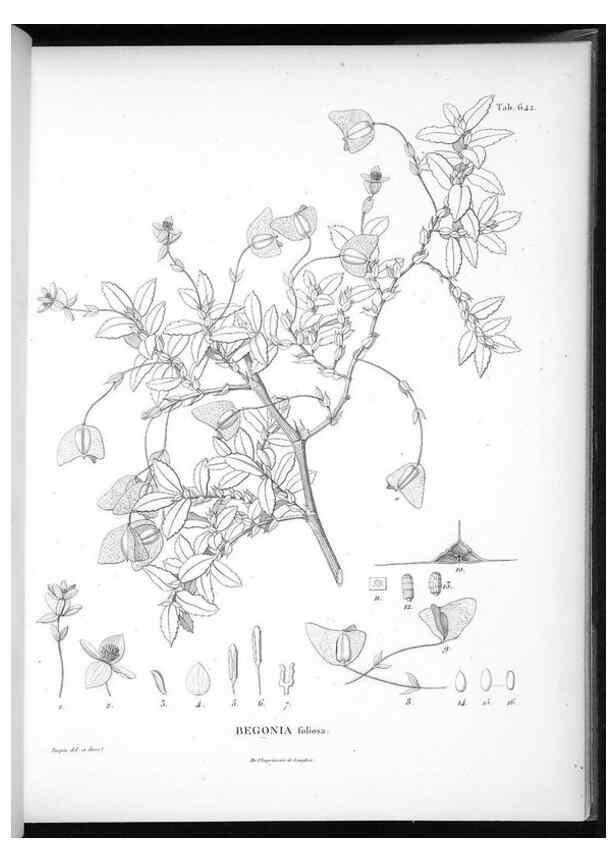 Reproducción/Reproduction 49556182563: Nova genera et species plantarum :. Antverpiae :Ex officina Christophori Plantini ...,1576.. 