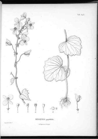 Reproducción/Reproduction 49556182813: Nova genera et species plantarum :. Antverpiae :Ex officina Christophori Plantini ...,1576.. 