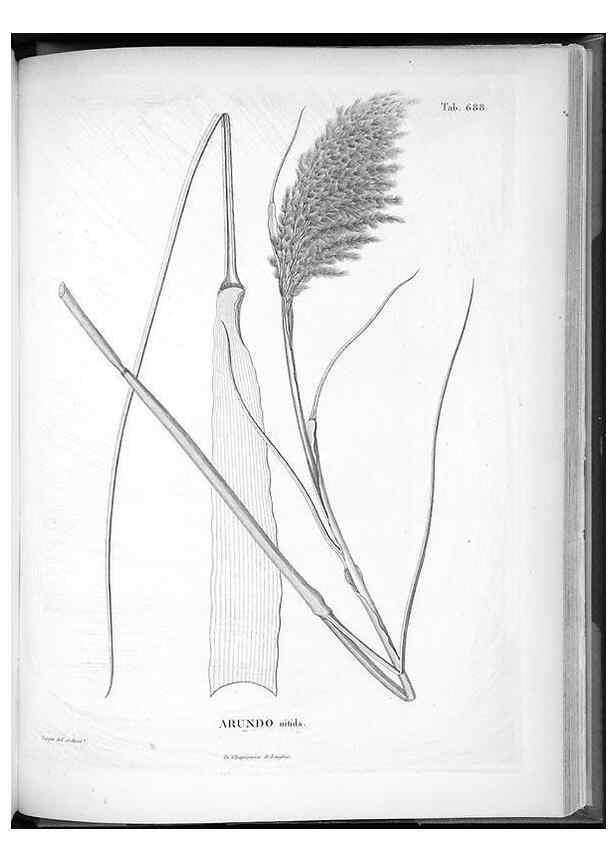 Reproducción/Reproduction 49556914227: Nova genera et species plantarum :. Antverpiae :Ex officina Christophori Plantini ...,1576.. 