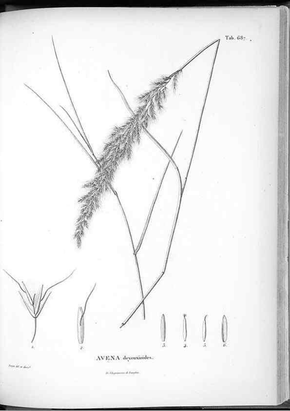 Reproducción/Reproduction 49556914017: Nova genera et species plantarum :. Antverpiae :Ex officina Christophori Plantini ...,1576.. 