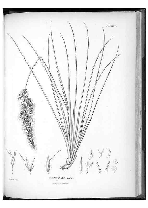 Reproducción/Reproduction 49556179288: Nova genera et species plantarum :. Antverpiae :Ex officina Christophori Plantini ...,1576.. 