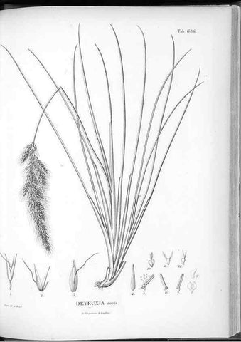 Reproducción/Reproduction 49556179288: Nova genera et species plantarum :. Antverpiae :Ex officina Christophori Plantini ...,1576.. 
