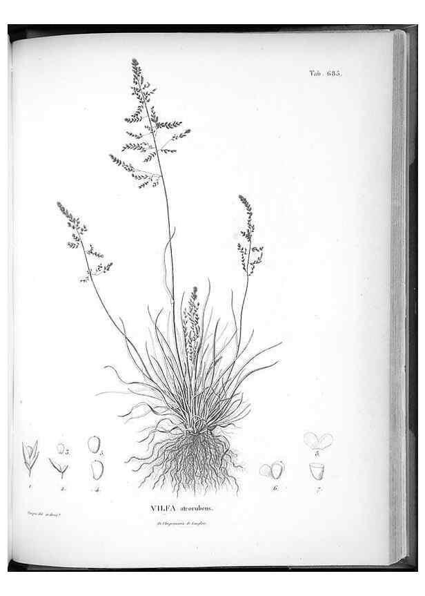 Reproducción/Reproduction 49556913632: Nova genera et species plantarum :. Antverpiae :Ex officina Christophori Plantini ...,1576.. 